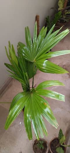 Two table palm trees in single pot