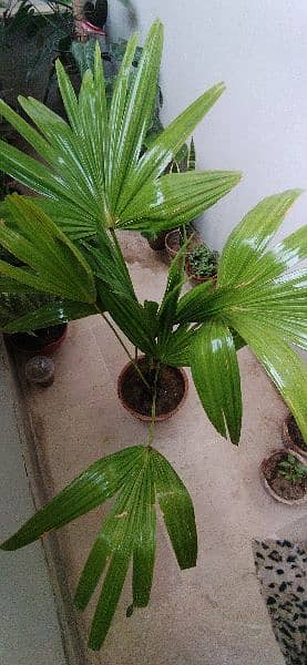 Two table palm trees in single pot 2