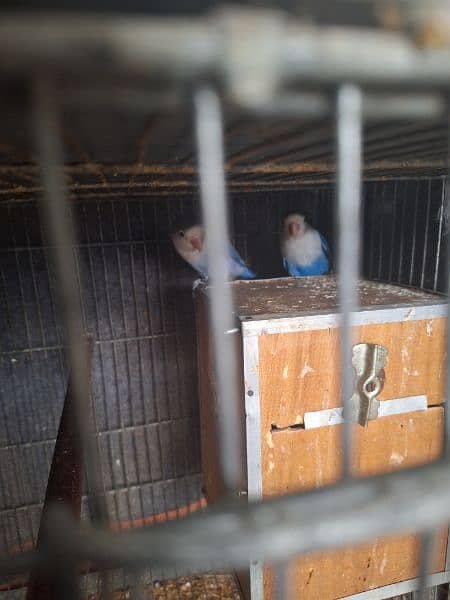 Lovebirds Looking for New Shelter 0