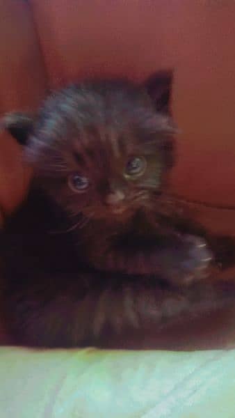 New born kitten pour British short hair triple coated at Sami punch . 3