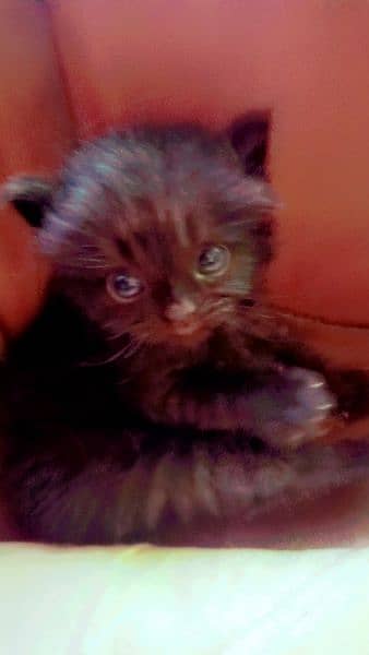 New born kitten pour British short hair triple coated at Sami punch . 5