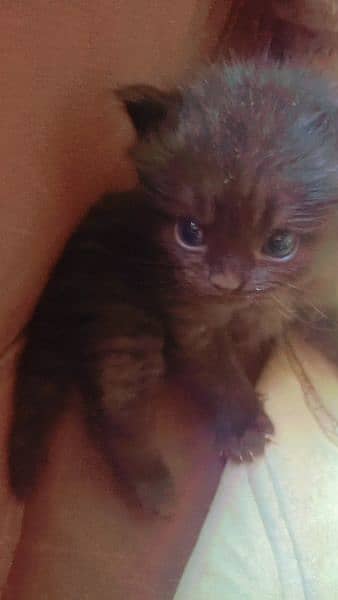 New born kitten pour British short hair triple coated at Sami punch . 11