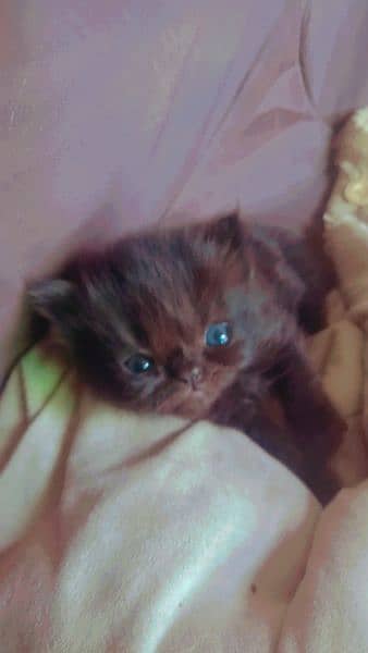 New born kitten pour British short hair triple coated at Sami punch . 14