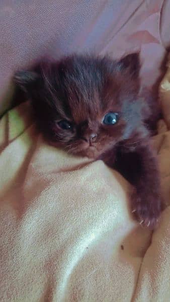 New born kitten pour British short hair triple coated at Sami punch . 17