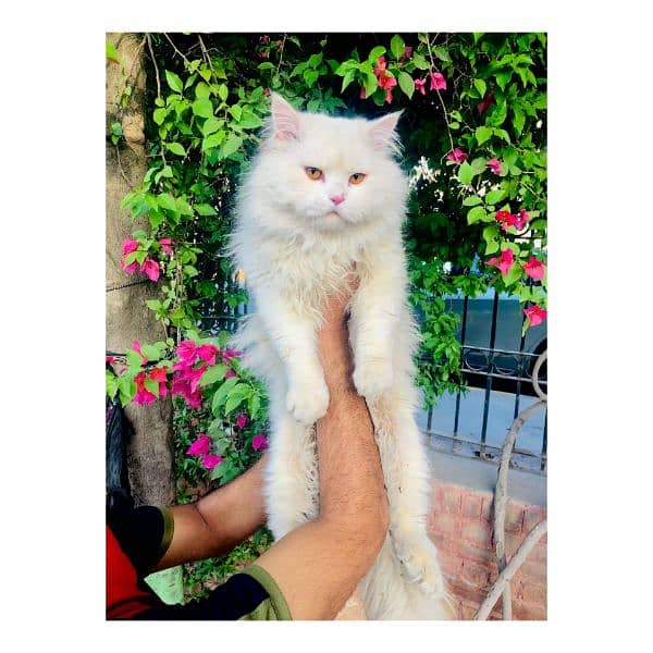 Persian hamalian british punch face piki face cat's and kitten's 14
