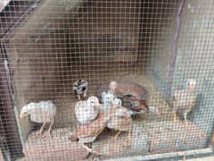 Aseel lasani cross chicks female