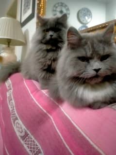 Persian Grey Cats Pair