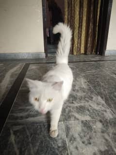 Persian female cat white