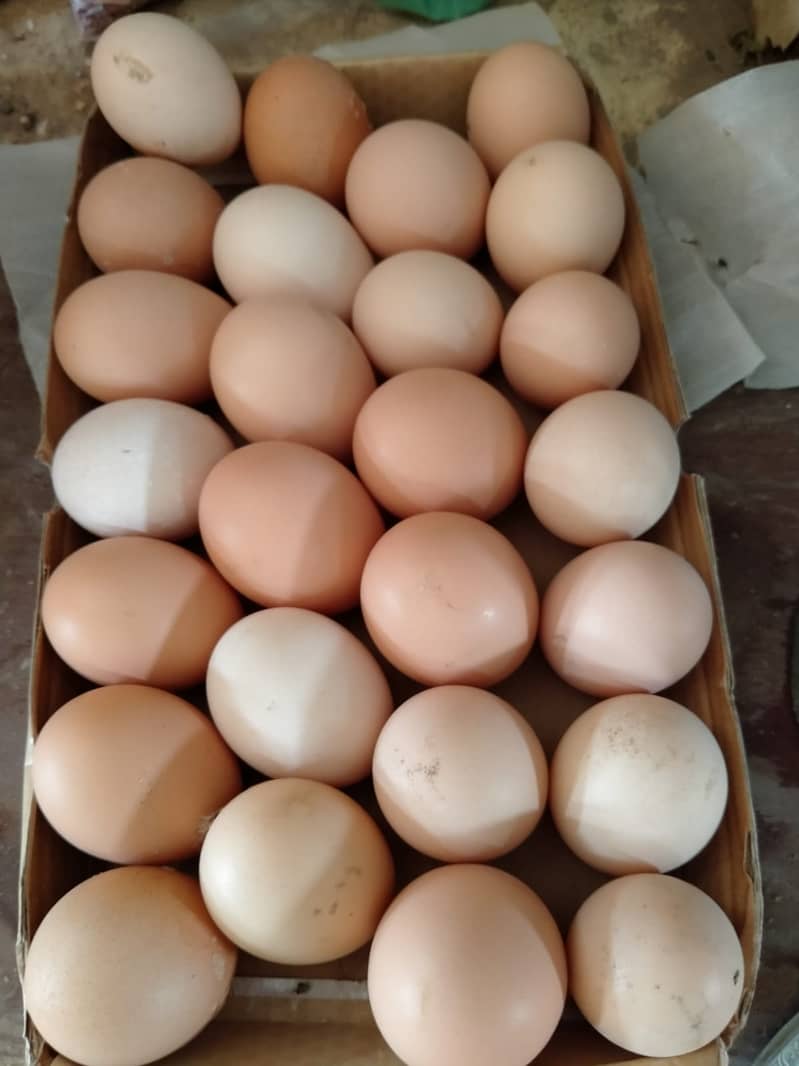 DESI EGGS (Organic Eggs, Ghr ki Breed) 1
