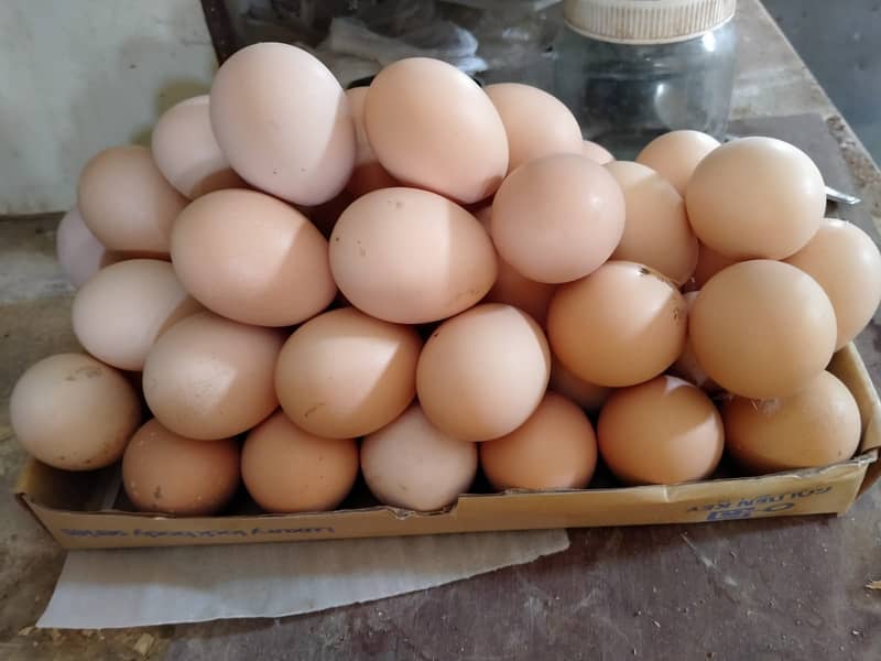 DESI EGGS (Organic Eggs, Ghr ki Breed) 3