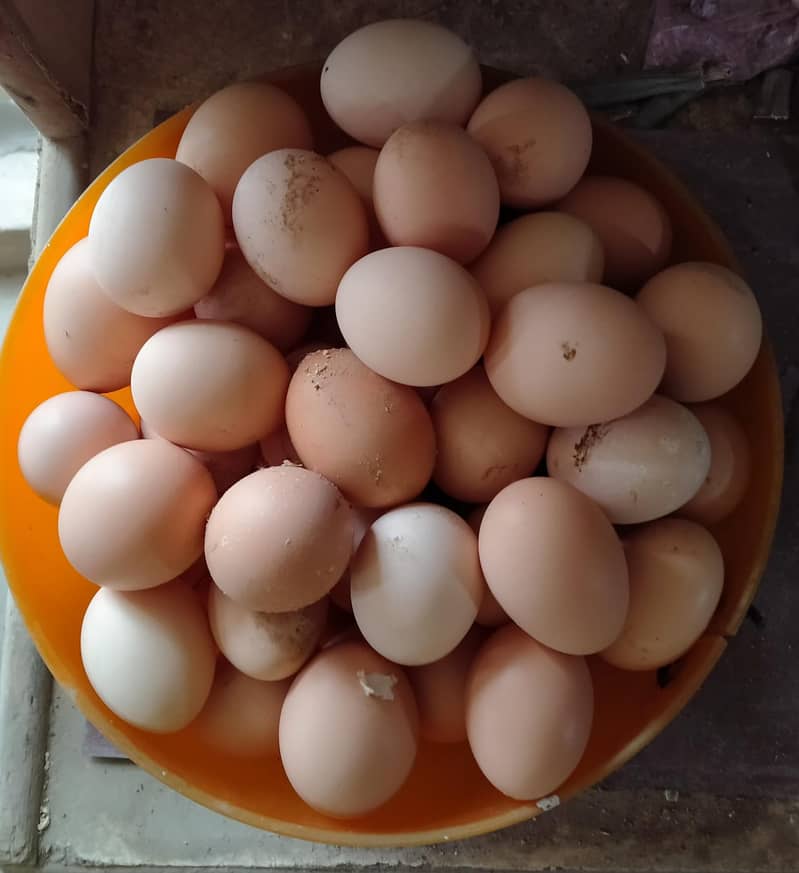 DESI EGGS (Organic Eggs, Ghr ki Breed) 4