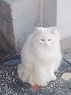 Pair of persian cat for sale in chakwal
