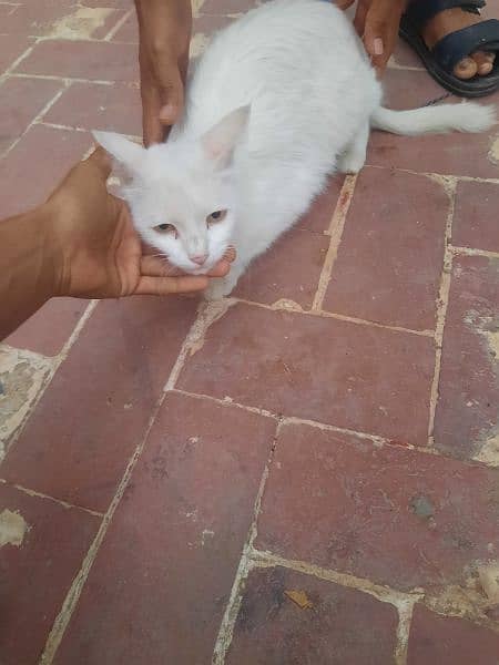 white Loving Cat 1