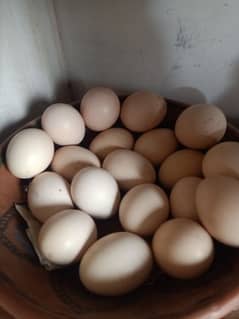 aseel fertile eggs available