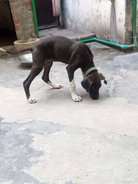bully female for sale 2
