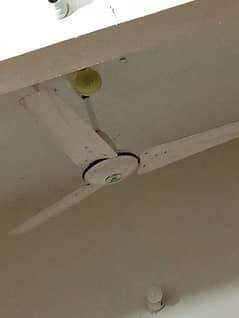 Pak fan ceiling fan for sell 0