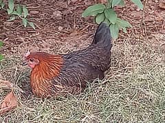2 desi egg lying lohman & misri breed hen for sale