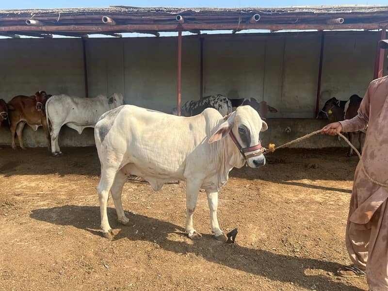 Home Bred Bachri’s Top Quality For Sale 2