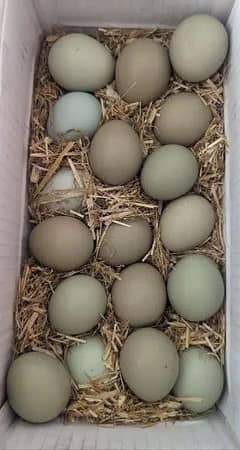 pheasant eggs for sale 350 per egg