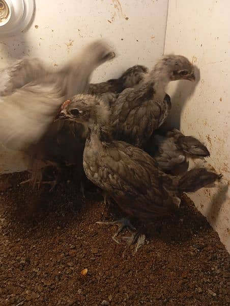 Austrolorp / Australorp Heritage chicks/ Australorp eggs/ egg 5