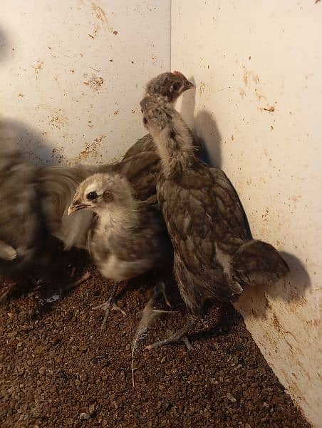 Austrolorp / Australorp Heritage chicks/ Australorp eggs/ egg 6