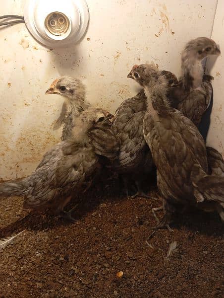 Austrolorp / Australorp Heritage chicks/ Australorp eggs/ egg 8