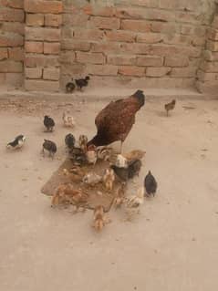 1 Aseel Murgi aur osky 27 chicks Asseel and Goldn misri 0