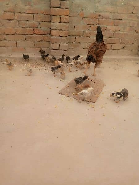 1 Aseel Murgi aur osky 27 chicks Asseel and Goldn misri 5