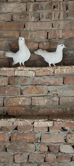 lucky pigeons
