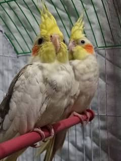 Cockatiel parrots Pair For sale. Breeder pair. 10 months Age
