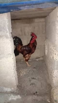 Hens pair available for sale 0