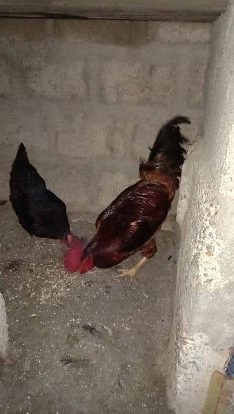 Hens pair available for sale 1