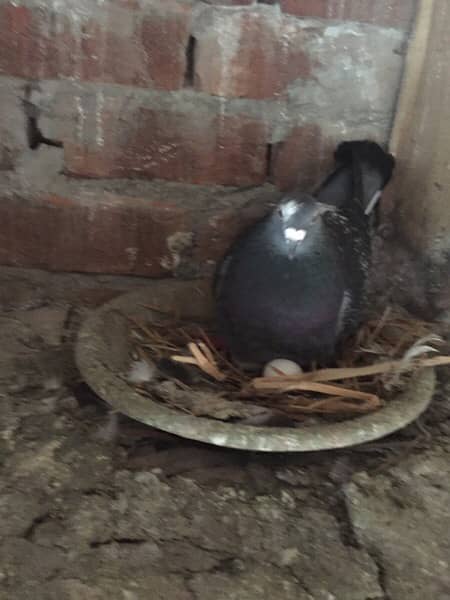 Qasad pigeon for sale argant 1