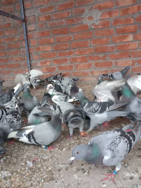 Qasad pigeon for sale argant 5