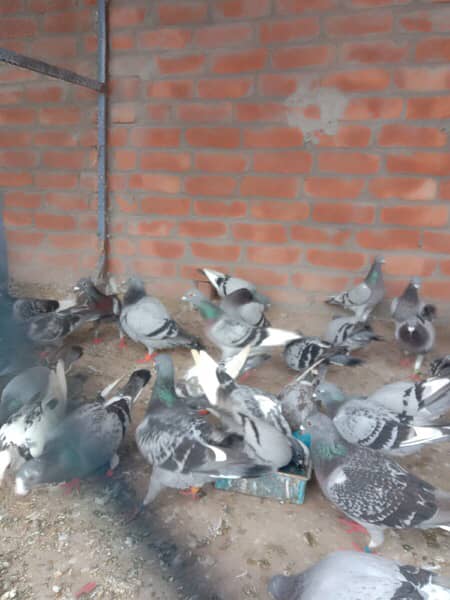 Qasad pigeon for sale argant 7