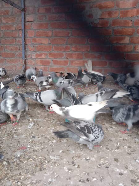 Qasad pigeon for sale argant 9