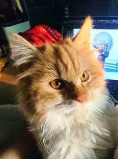 Male Ginger Persian Cat, 8 months, with all accessories. 0