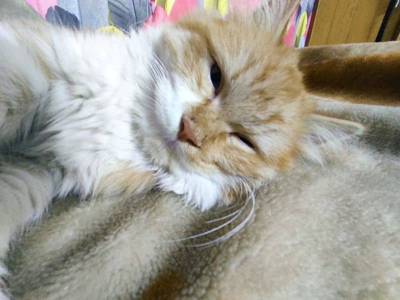 Male Ginger Persian Cat, 8 months, with all accessories. 3