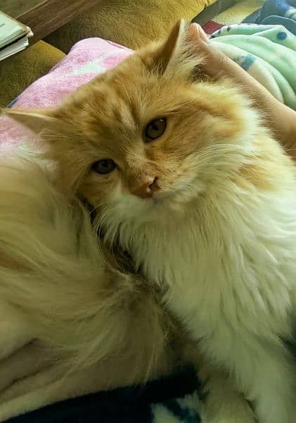 Male Ginger Persian Cat, 8 months, with all accessories. 5