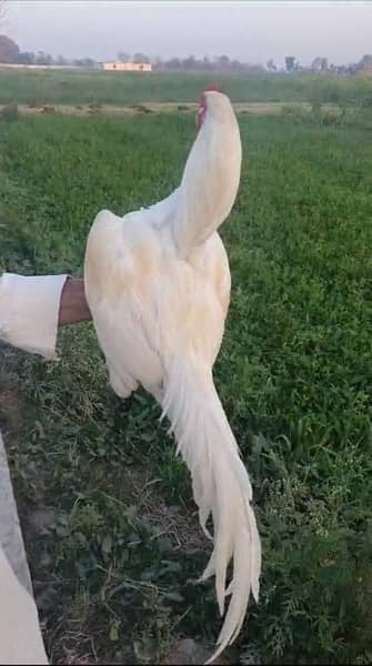 White heera Aseel for sale 0