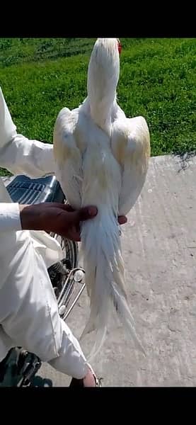 White heera Aseel for sale 4