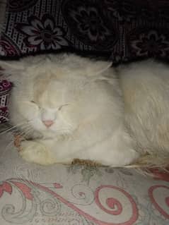 persian cat for sale . . . . colour whtite 0