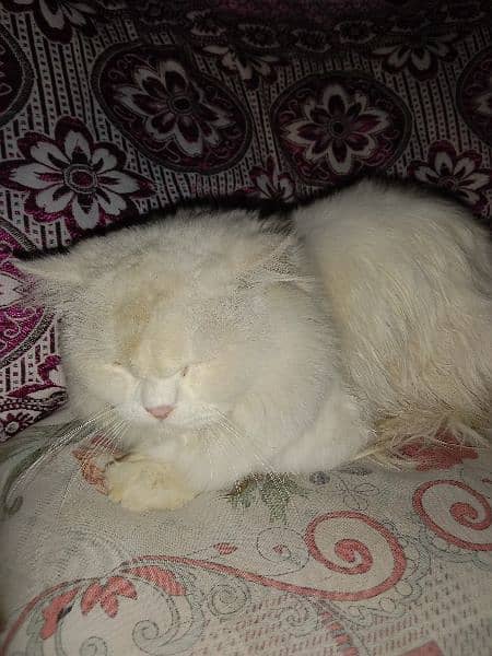 persian cat for sale . . . . colour whtite 1