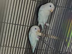 Albino black eye //ino , pair , for sale in lahore 0