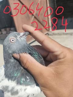 pigeon for sale in 800 rupay per