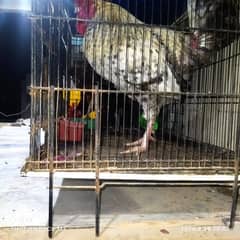 This is a 10 month old hen and he is  desi and farmy cross breed hen 0