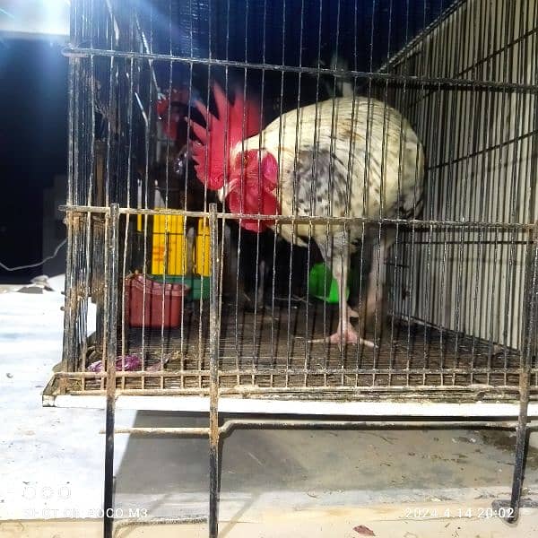 This is a 10 month old hen and he is  desi and farmy cross breed hen 2