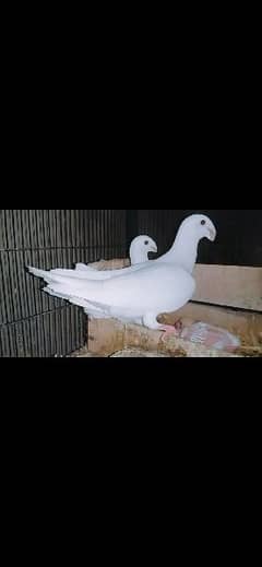 german beauti with one chick. breeder. 03324997411 0