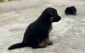 German Shefford puppies