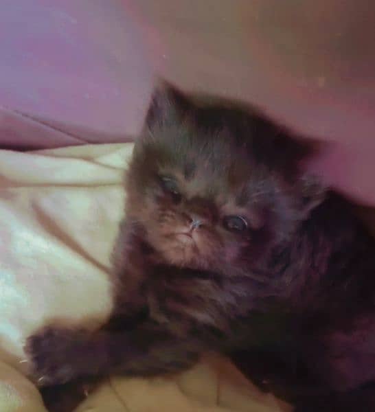 New born kitten pour British short hair triple coated at Sami punch . 18